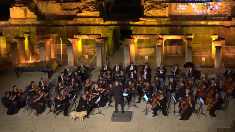 Αδέσποτος σκύλος πλησιάζει μια ορχήστρα και χαλαρώνει με τη μουσική