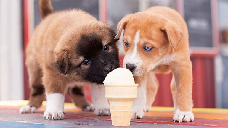 Κυκλοφόρησε και στην Ελλάδα παγωτό για σκύλους από γάλα καρύδας!