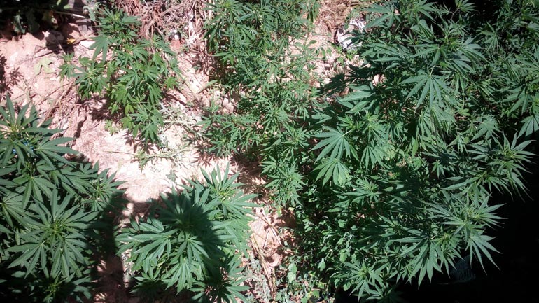 Σέρρες: Καλλιεργούσε κάνναβη στην αυλή του σπιτιού του