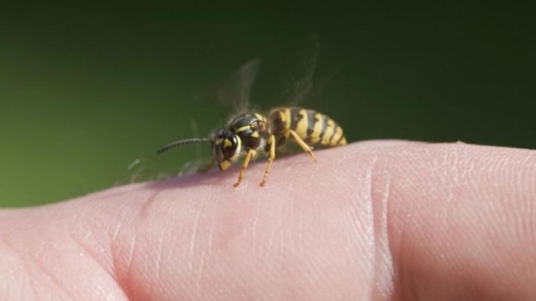 Αρκαδία: Έχασε τη ζωή του από τσίμπημα σφήκας