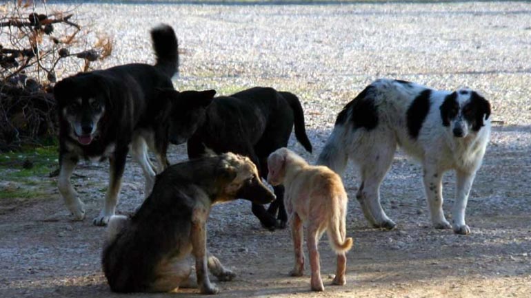Ποτίστρες και ταΐστρες για τα αδέσποτα ζητούν κάτοικοι του Δήμου Καλαμαριάς