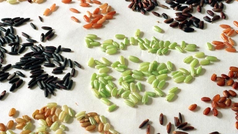 Κίνα: Επιστήμονες δημιούργησαν γενετικά τροποποιημένο ρύζι