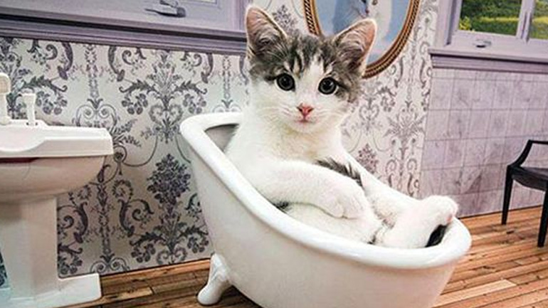 To νέο reality με γάτες που πρέπει να δεις