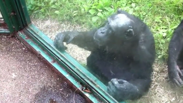 Ο χιμπατζής ζητά επίμονα ένα αναψυκτικό