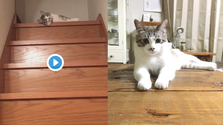 Πολύ κουρασμένη αυτή η γάτα..