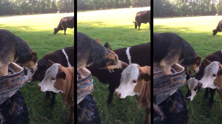 Ένας σκύλος σκέφτεται μπριζόλες