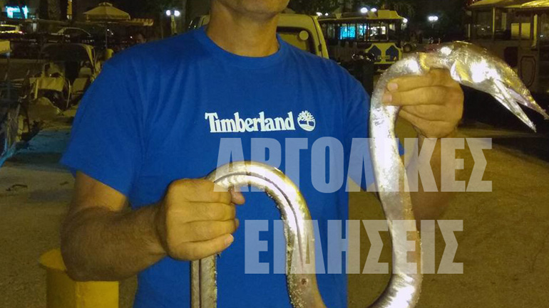 Τεράστιο «ψάρι-φίδι» στο Ναύπλιο!