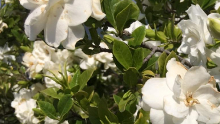 Η μεγαλύτερη γαρδένια της Ελλάδας ίσως να είναι στη Σάμη