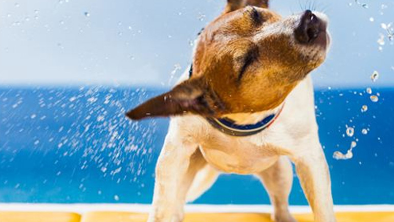 Το θαλασσινό νερό μπορεί να βλάψει τον σκύλο μας