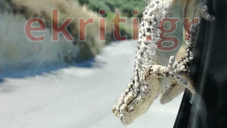 Τεράστιος σαμιάμιθος κάνει βόλτες με το αυτοκίνητο