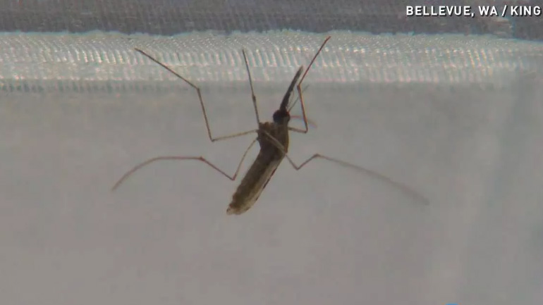 Πυροβόλο λέιζερ εξουδετερώνει τα κουνούπια στον αέρα