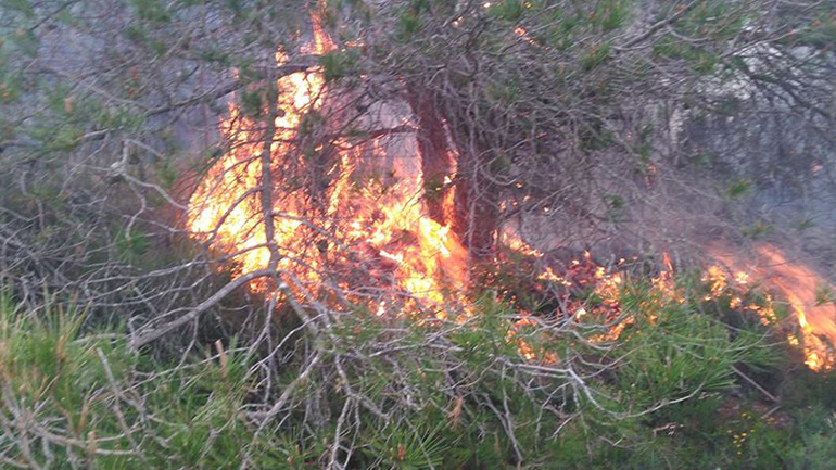 Πάνω από 1000 στρέμματα έχει κάψει η πυρκαγιά στις Ορθονιές Ζακύνθου