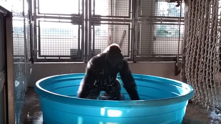 Γορίλας «τα σπάει» απολαμβάνοντας το μπάνιο του