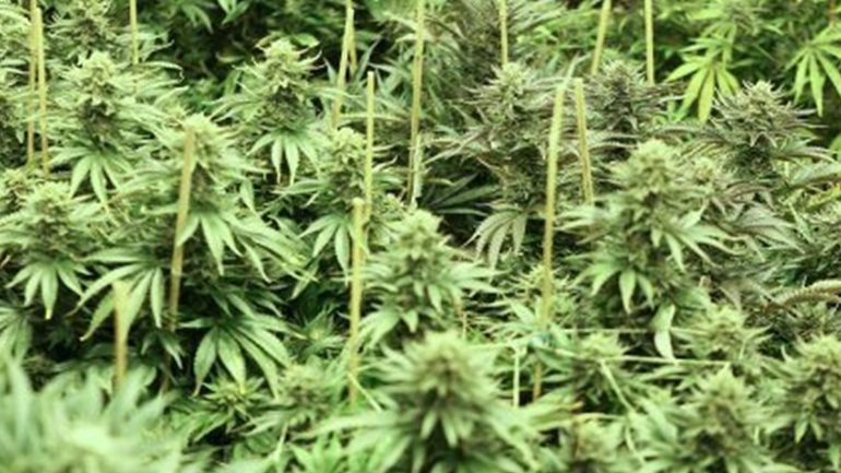 Χασίς καλλιεργούσαν στα χωράφια τους στο Παναιτώλιο δύο δημόσιοι υπάλληλοι