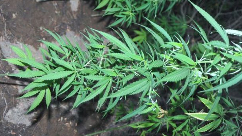 Φυτεία με 603 δενδρύλλια κάνναβης εντοπίστηκε στο Ρέθυμνο