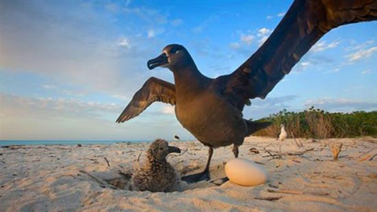 Γιατί κάποια πουλιά κάνουν στρογγυλά αυγά; Γιατί κάποια πουλιά κάνουν στρογγυλά αυγά;