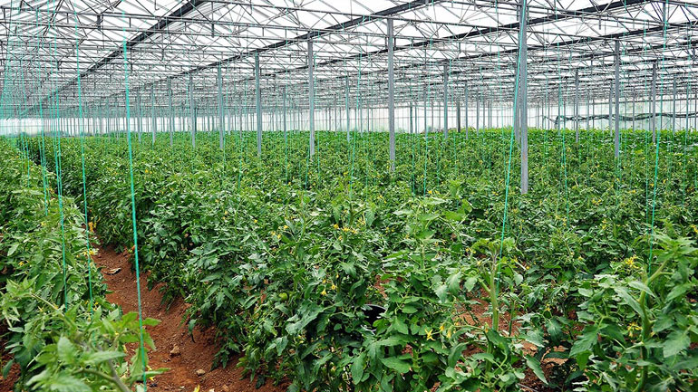 Κρήτη: Πέθανε 78χρονος που εντοπίστηκε σε κωματώδη κατάσταση σε θερμοκήπιο