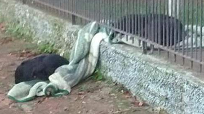 Η σκυλίτσα που παραδίδει μαθήματα… ανθρωπιάς