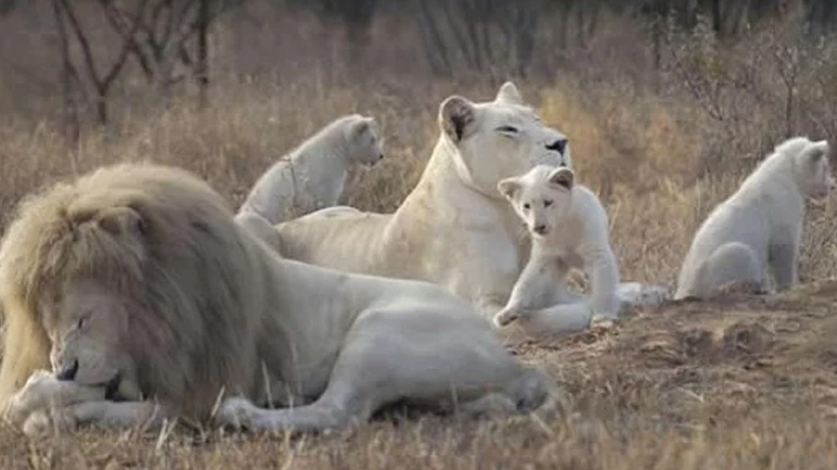 Πέντε λευκά λιοντάρια γεννήθηκαν σε ζωολογικό κήπο στην Τσεχία