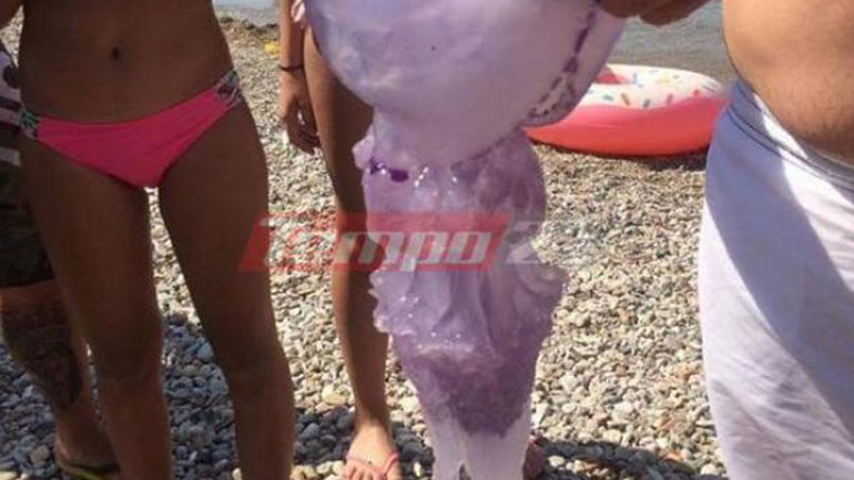 Οι λουόμενοι έβγαζαν τις τεράστιες μέδουσες στην παραλία -Συνεχίζεται το φαινόμενο