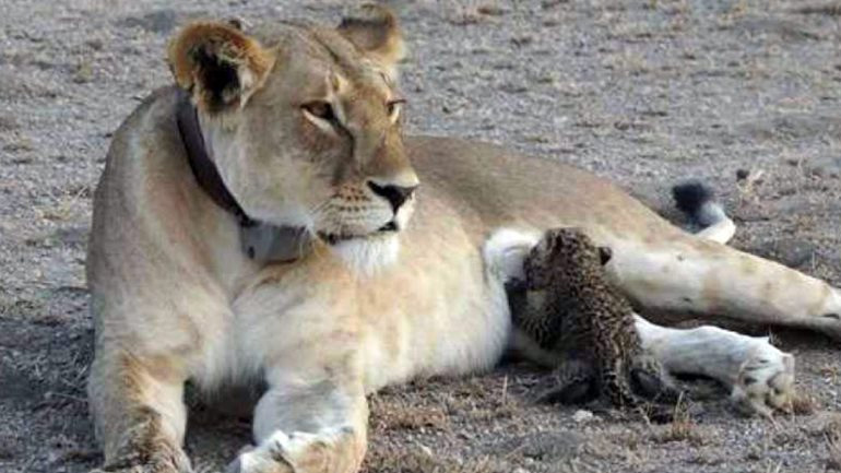 Θετή μητέρα λέαινα θηλάζει το μικρό λεοπάρδαλης και εκπλήσσει τους επιστήμονες