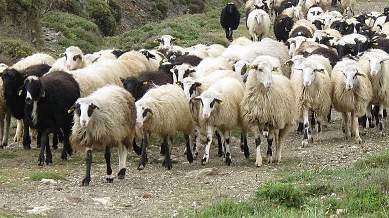 ΕΛΣΤΑΤ: Συνεχίζεται η «σφαγή των αμνών»