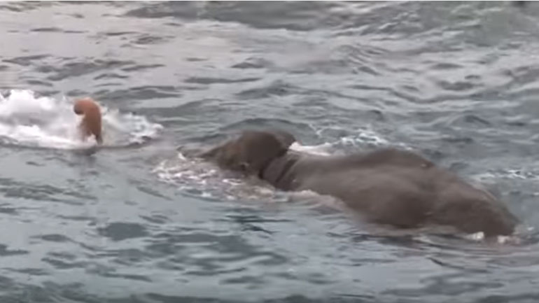 Ελέφαντας παρασύρθηκε από παλίρροια και βρέθηκε στη μέση του ωκεανού