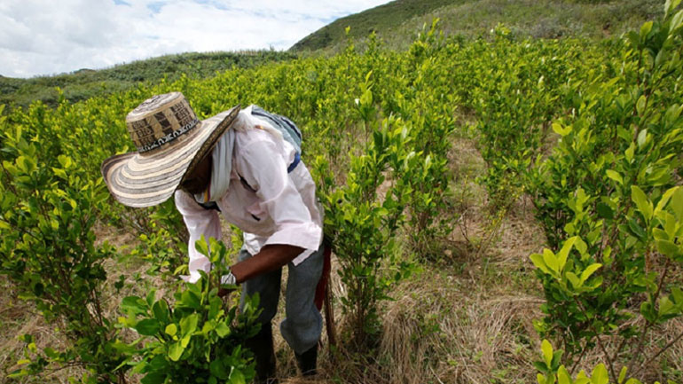 Κολομβία: Κατά 52% αυξήθηκαν οι φυτείες κόκας το 2016