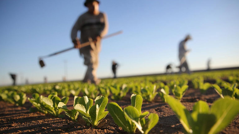 Στις 3500 οι αιτήσεις για ένταξη στο πρόγραμμα Νέων Αγροτών στην Κεντρική Μακεδονία