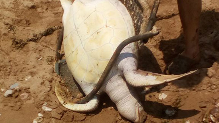 Χελώνα καρέτα-καρέτα εντοπίστηκε νεκρή στη Μεσσήνη