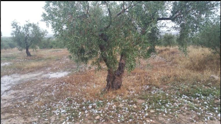 Καταιγίδα… προβλημάτων για τους παραγωγούς στο Αγρίνιο