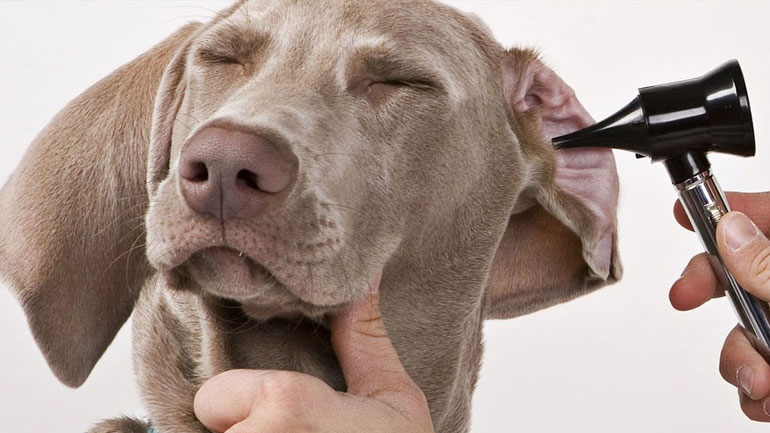 Έχει ο σκύλος μου αλλεργία;