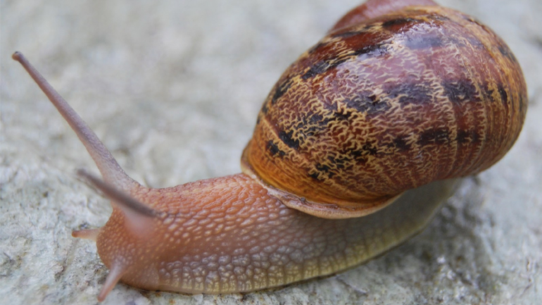 Παγκόσμιο πρωτάθλημα αγώνων ταχύτητας… σαλιγκαριών!