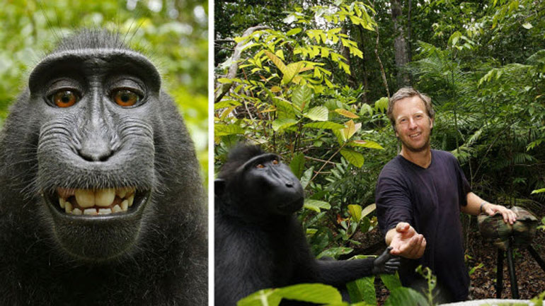 Η selfie της μαϊμούς που τον άφησε άφραγκο