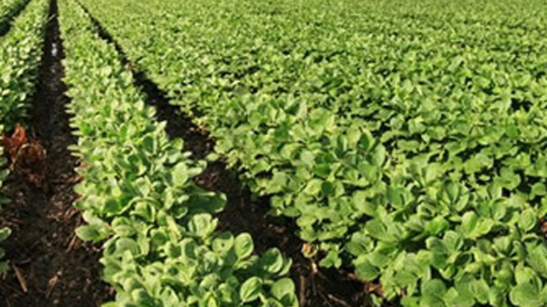 Την ενίσχυση της καλλιέργειας σόγιας επιδιώκουν η Ελλάδα και άλλες 13 χώρες της ΕΕ