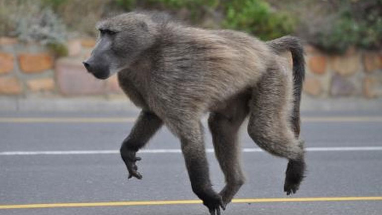 Μπαμπουίνος προκάλεσε μπλακ άουτ σε πόλη της Ζάμπιας