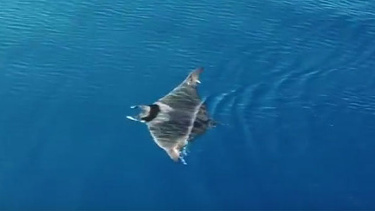 Τεράστιο σαλάχι ανοιχτά της Μυκόνου!