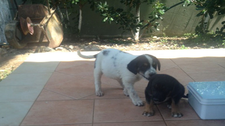 Χαρίζονται δυο πανέμορφα νεογέννητα τσοπανόσκυλα