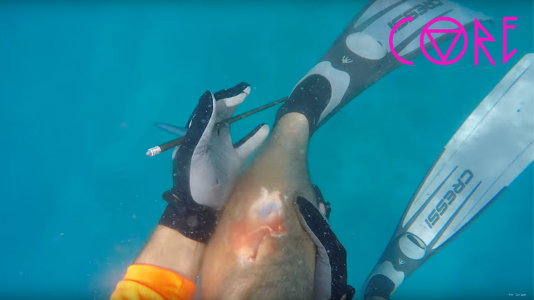 Επίθεση από καρχαρία στον Άγιο Δομίνικο