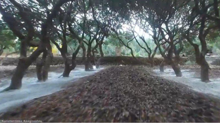 Η Μέδουσα «πέτρωσε» τους μαστιχοπαραγωγούς της Χίου