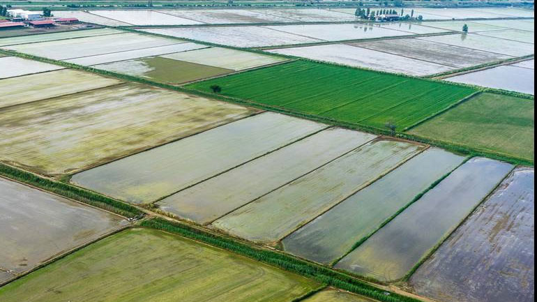 Οκτώ υπουργοί ζητούν προστασία του ευρωπαϊκού ρυζιού