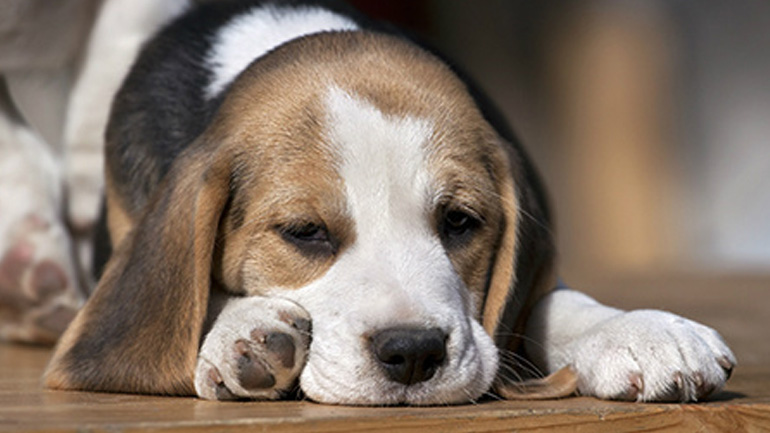 Δωρεάν ηλεκτρονική σήμανση για τα ζώα συντροφιάς ευπαθών ομάδων στην Καρδίτσα