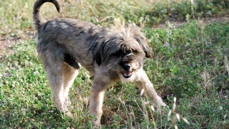 Ο γκριφονάκος Joss αναζητά μια δική του οικογένεια