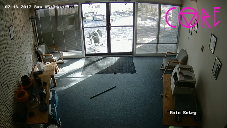 Η αναρχικιά κατσίκα