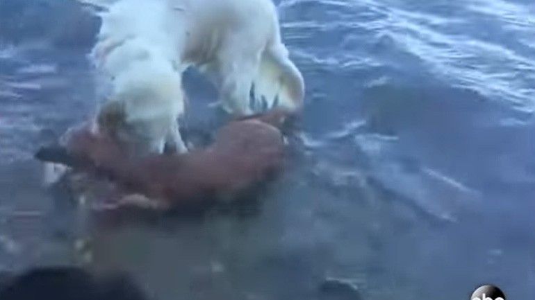 Σκύλος βούτηξε στα νερά του Λονγκ Άιλαντ για να σώσει ένα ελάφι!