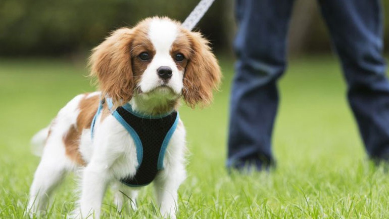 Από τι πεθαίνουν οι σκύλοι;