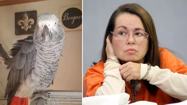 Τα είδε όλα… ο παπαγάλος