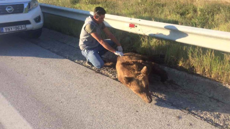 Ακόμη ένα τροχαίο με αρκούδα στην περιοχή Κλειδί Αμυνταίου Φλώρινας