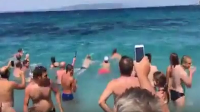 Δελφίνι προκαλεί ντελίριο ενθουσιασμού σε λουόμενους στη Σκόπελο