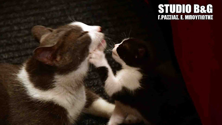 «Θεατρόφιλη» γάτα γέννησε μέσα σε αίθουσα θεάτρου στο Ναύπλιο